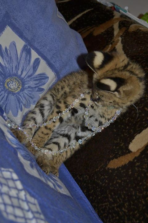 Serval and F1 Savannah kittens for adoption